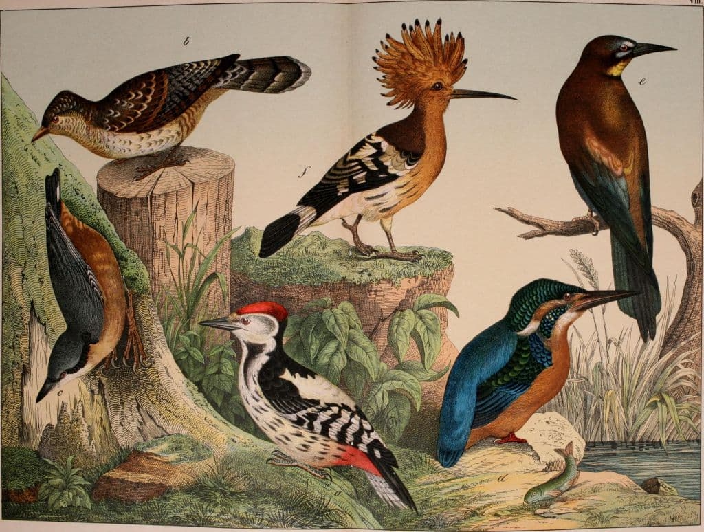 GettyImages-1070145842 birds