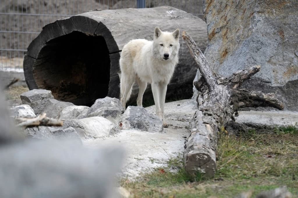 GettyImages-1235573765 wolves