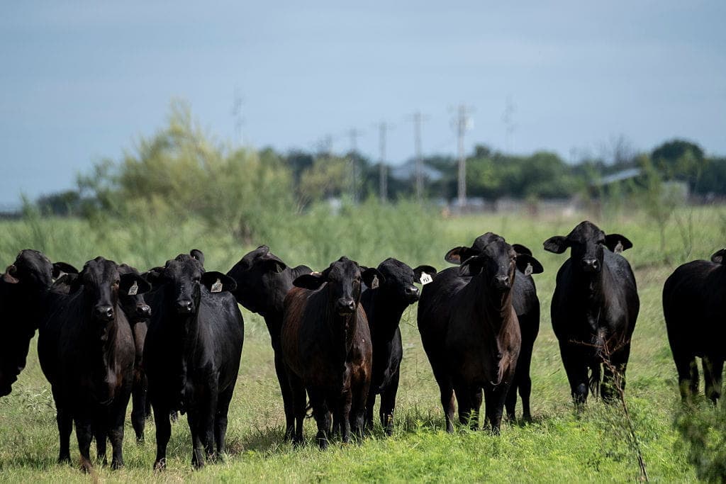 GettyImages-2279603218 cows