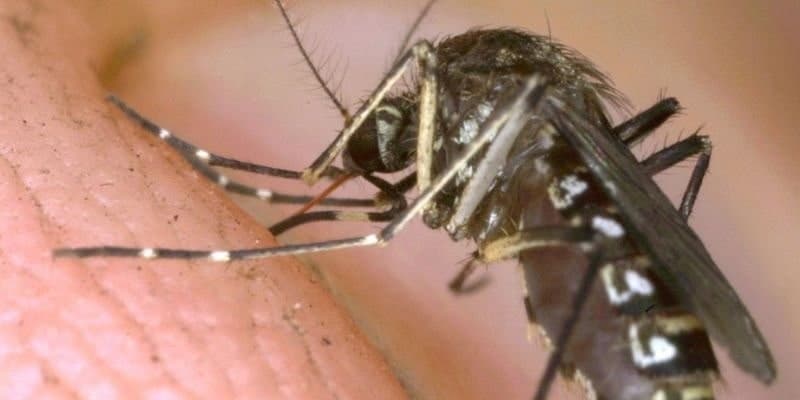 GettyImages-72456032 mosquito