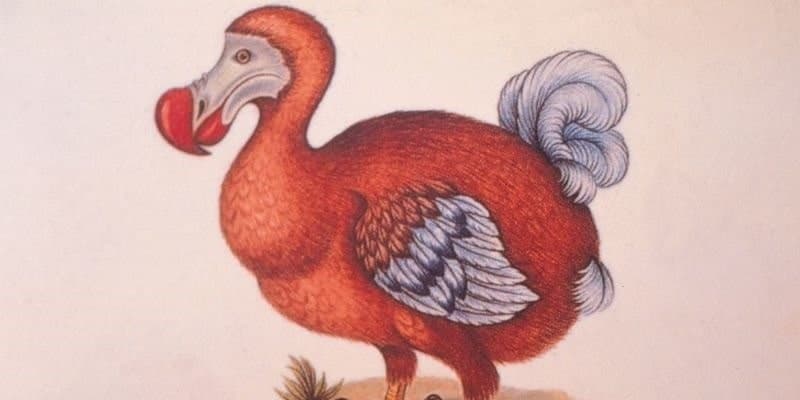 GettyImages-945792078 dodo bird