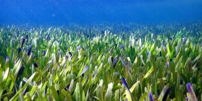 Underwater meadow